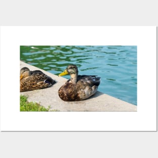 A Cute Duck Sitting Next To A Pond Posters and Art